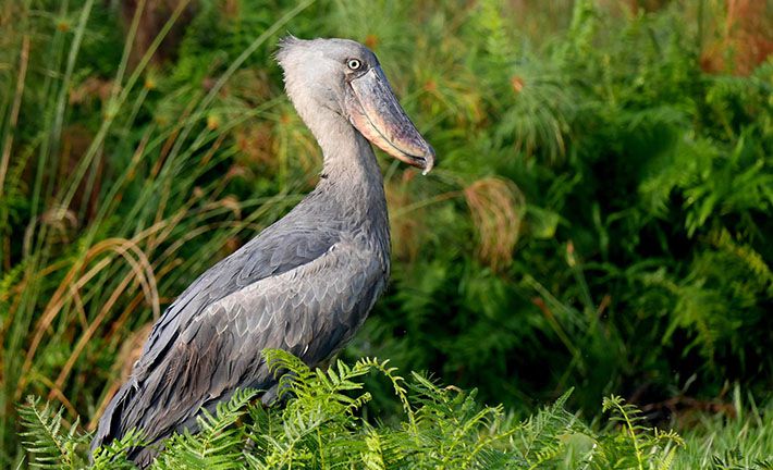 Eco-Tourism in Uganda: Bird Watching