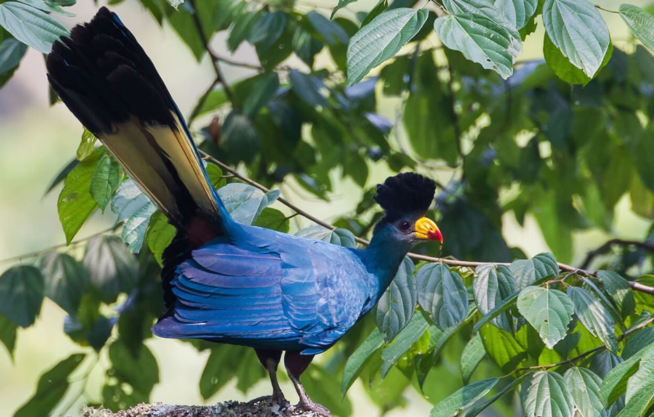 Bird Watching In Bwindi Impenetrable National Park