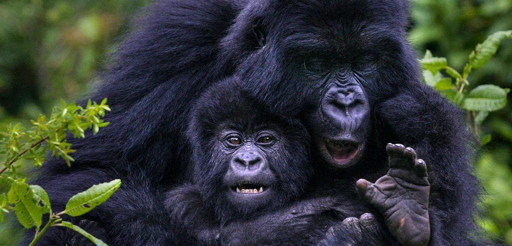 Eco-Tourism in Uganda: Gorilla trekking