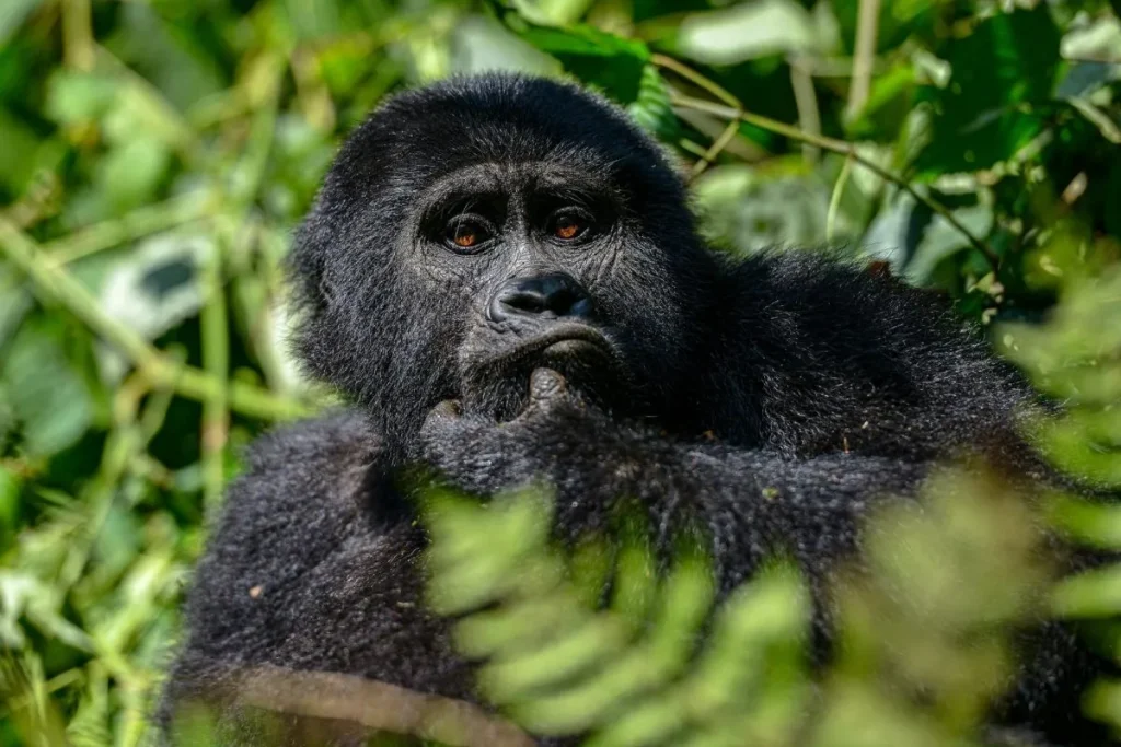 Best Time to Do Gorilla Tours in Uganda
