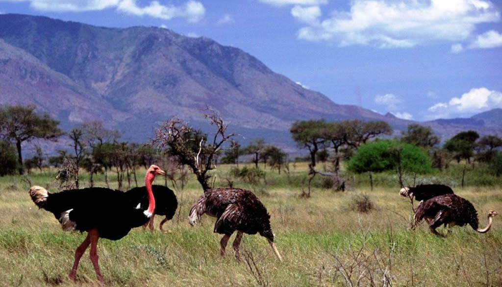 Kidepo Valley National Park Rock Climbing