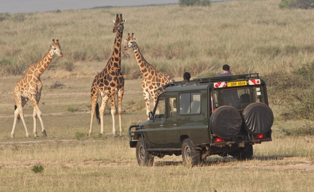 Kidepo Valley National Park game drives