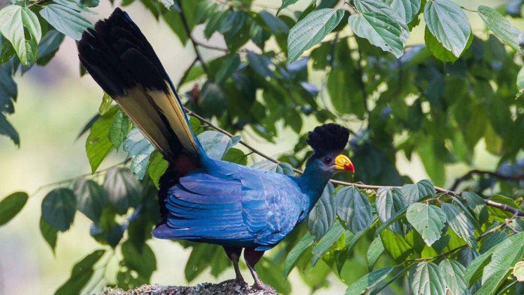 How Many Bird Species In Uganda